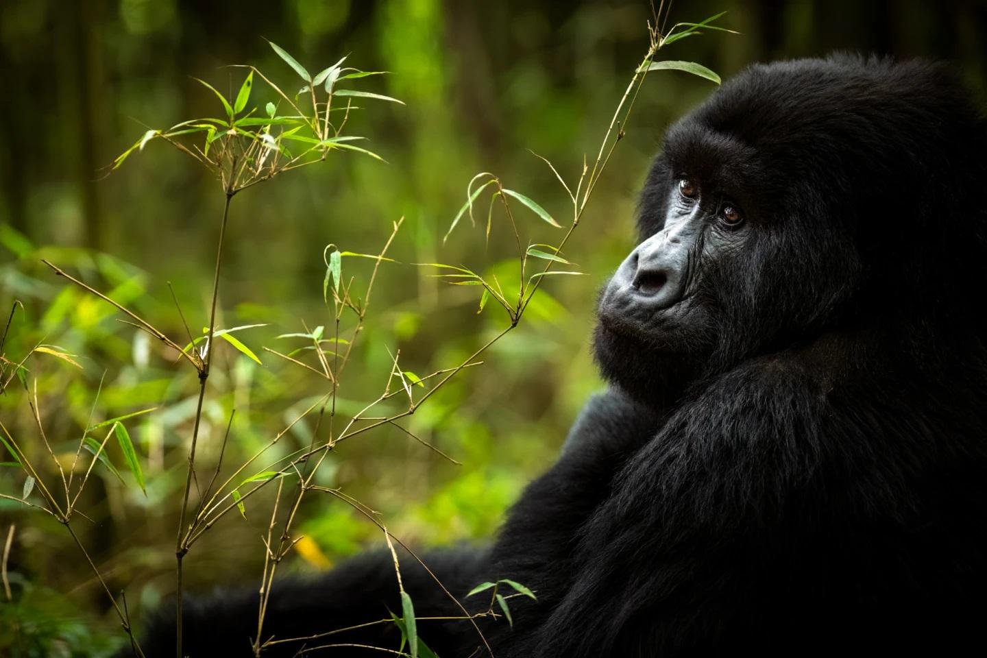 Gorilla Trekking and Lake Kivu Retreat